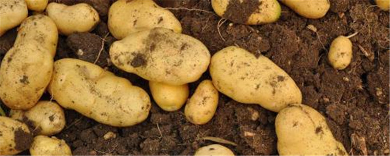 土豆每亩的产量是多少(土豆每亩的产量)
