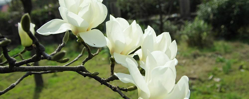 白玉兰是花还是树(白兰花和白玉兰树的区别)