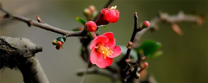 红梅和桃花有什么区别(红梅花和桃花的区别)