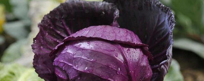 蔬菜沙拉里紫色的菜叫什么(沙拉里面紫色的菜叫什么)