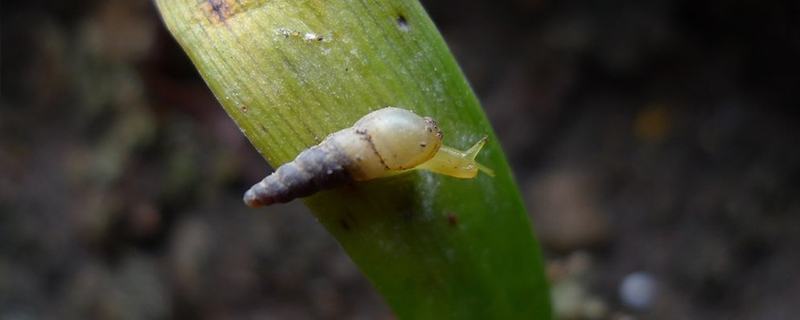 花盆里的蜗牛怎么根除,花盆里有小蜗牛怎么办