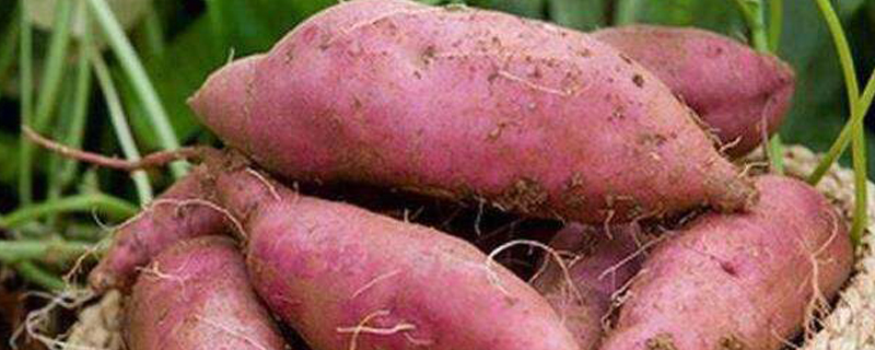 红薯生长周期多少天,红薯生长周期