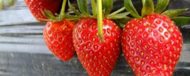 无土栽培草莓步骤(草莓的无土栽培种植方法和技术)