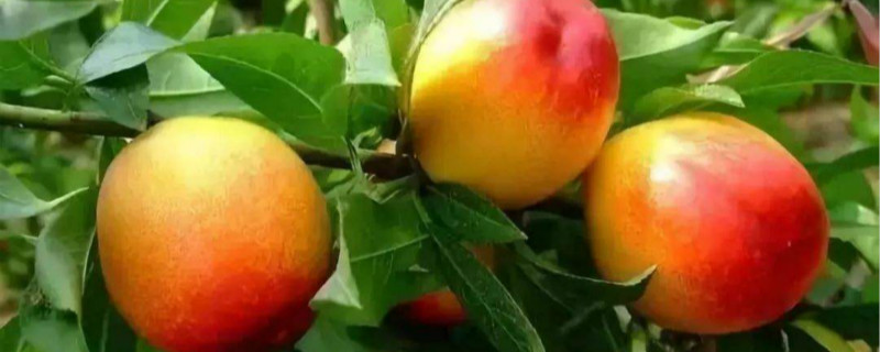 桃子属于什么类型的水果:核果类(无核类(桃子属于什么类型的水果?)