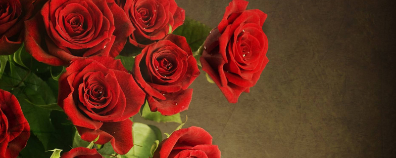 红玫瑰和粉玫瑰的区别意义,红玫瑰跟粉玫瑰的区别