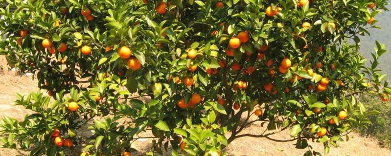 橘子盆栽种植方法(橘子的种植过程)