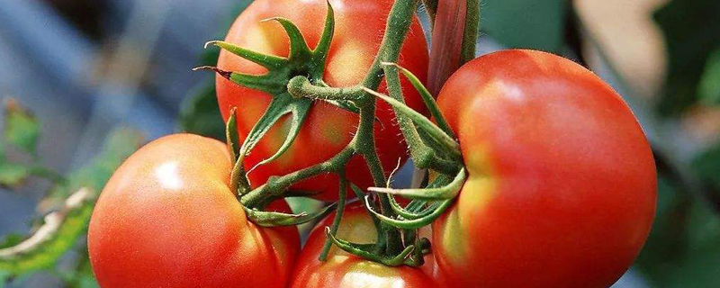 番茄生长周期是多少天,番茄生长周期图