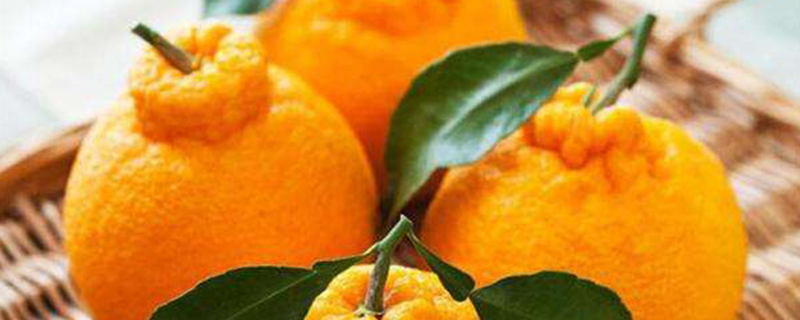 丑橘是什么季节的水果(丑橘是几月份的水果)