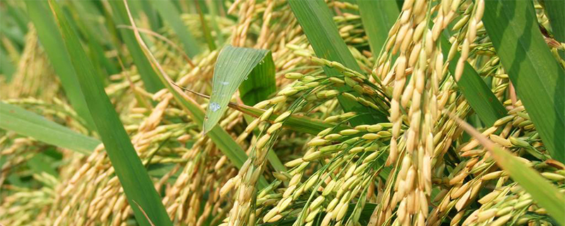 水稻播种时间收获时间(二十四节气水稻播种时间)