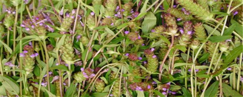开紫色花的药材(开紫色花的草药图片及名称)