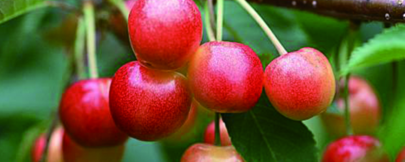 樱桃水果图片(最甜的晚熟桃子品种)