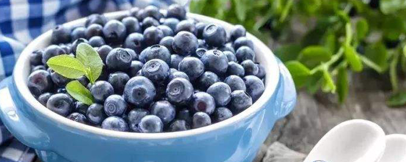 蓝莓生长过程的图片(蓝莓生长过程视频)