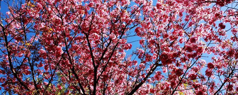 怎么区分樱桃树和樱花树(樱花跟樱桃树有什么区别)