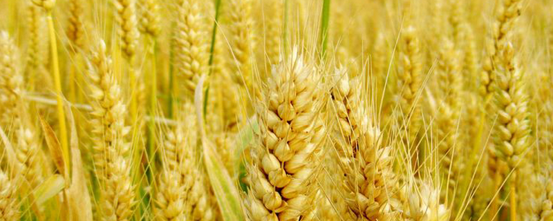 小麦的主要病害有哪些(小麦的主要病害之一是什么又叫麦穗枯)