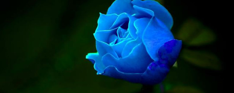 蓝玫瑰的寓意是什么意思(蓝玫瑰的寓意是什么(是微信名)