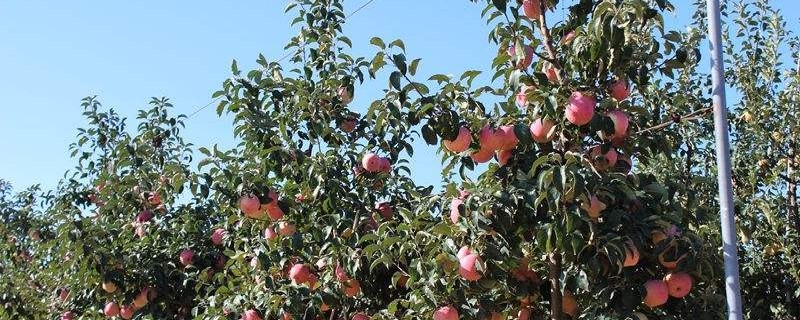 矮化苹果树的修剪技术(苹果树的修剪技术图解)