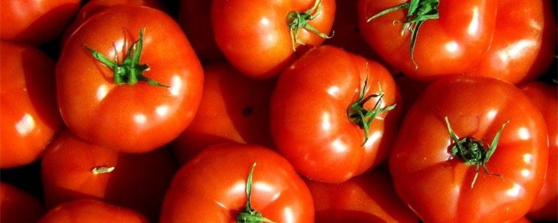 西红柿几月份播种最适合,露天西红柿几月份播种