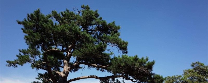 关于松树的外形特征和作用(松树外形特征有哪些)