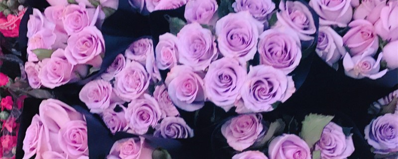 紫色的玫瑰花代表着什么意思(淡紫色玫瑰叫什么)