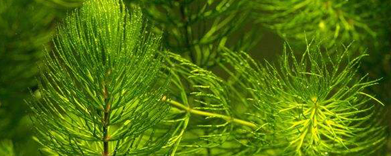 金鱼藻怎么固定在鱼缸里(鱼缸金鱼藻的养殖方法和注意事项)