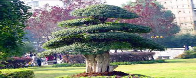 对节白蜡树怎样做造型,对节白蜡造型树培养方法