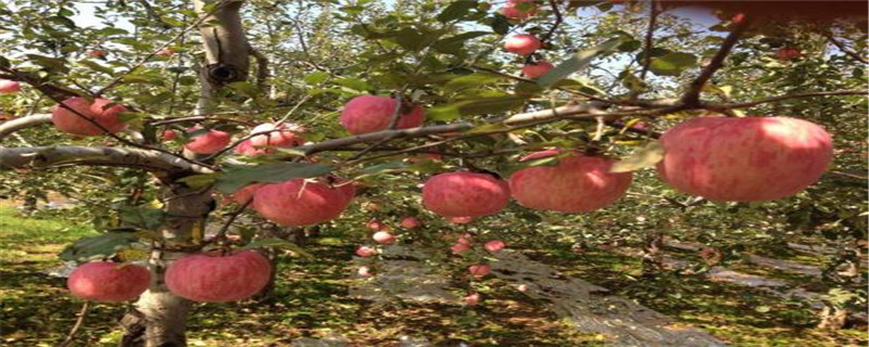 日本苹果树修剪技术(日本最好的果树修枝剪)
