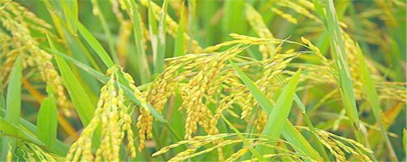 绥粳28水稻品种简介(绥粳29水稻品种特征特性)