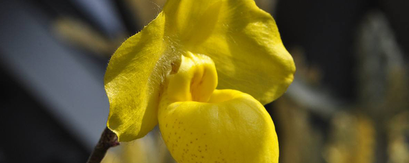 白兰花和黄兰花的优劣,白兰花和黄兰花的区别哪个更香
