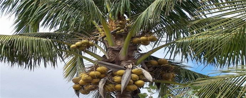 椰子树北方能种活吗(椰子树在南方能活吗)