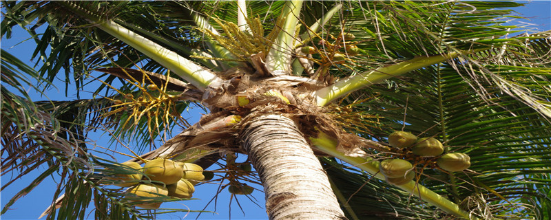 像椰子树的是什么树(像椰子的树叫什么树)