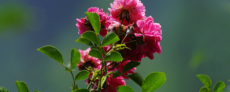 刺玫瑰花怎么养殖方法(刺玫瑰花的养殖方法和注意事项)