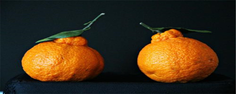 丑橘种植条件及温度(丑橘种植耐寒多少度)