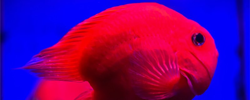 红鹦鹉鱼变白是什么问题(为什么红鹦鹉鱼变白了就死掉了?)