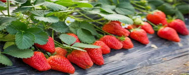 草莓是多年生植物吗?(草莓是多年生草本植物吗)