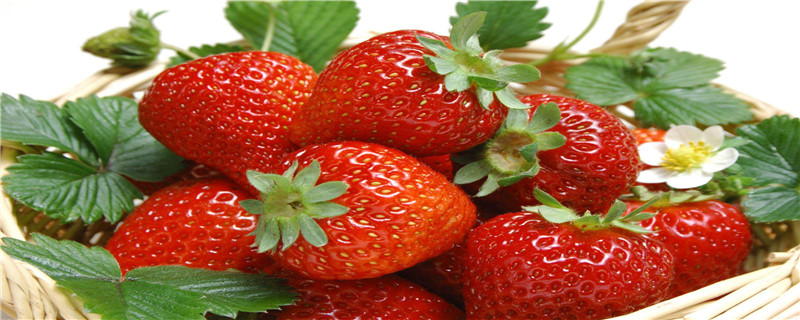 草莓品种介绍(草莓品种大全及照片)