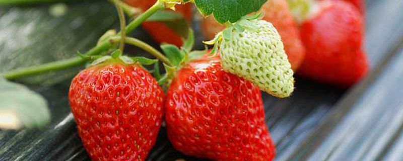草莓适合什么季节种(草莓什么时候种植)