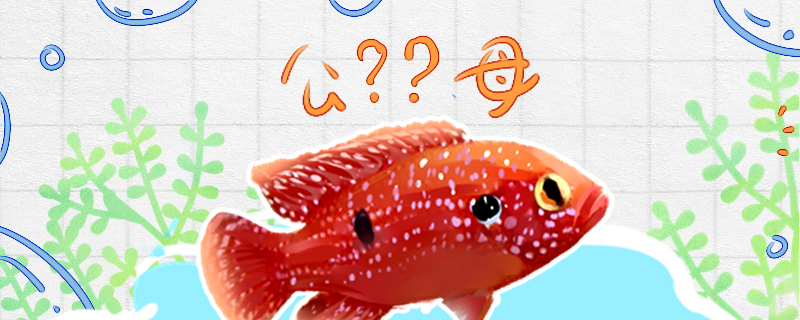 红宝石鱼怎么分公母视频(红宝石鱼怎么分公母)