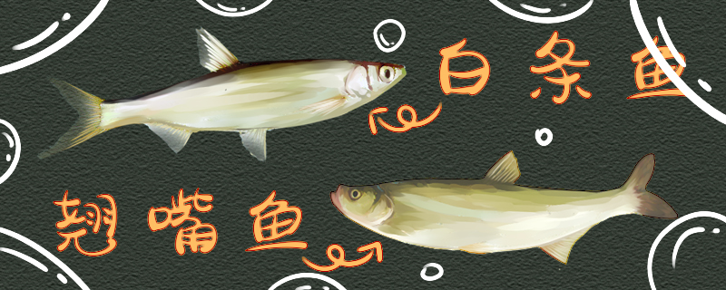 白条鱼与翘嘴鱼的区别(翘嘴和白条是一种鱼吗)