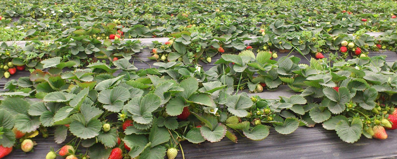 草莓的生长特性(草莓的生长环境和生长特征)