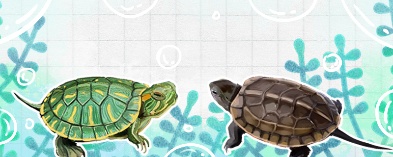 巴西龟和草龟可以交配吗(草龟和巴西龟杂交)
