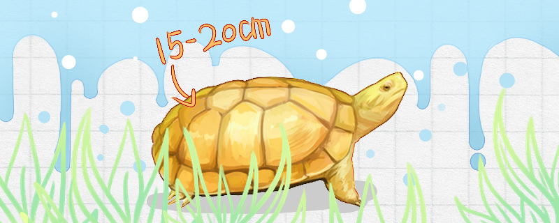 北种黄喉拟水龟能长多大,黄喉拟水龟能长多大?