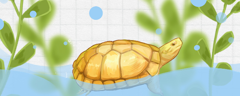 黄喉拟水龟是深水龟吗?,黄喉拟水龟是水龟还是半水龟