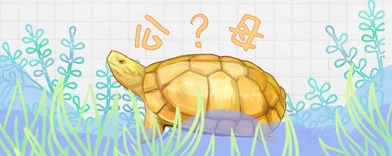 黄喉拟水龟怎么分公母图片,黄喉拟水龟怎么分公母图解