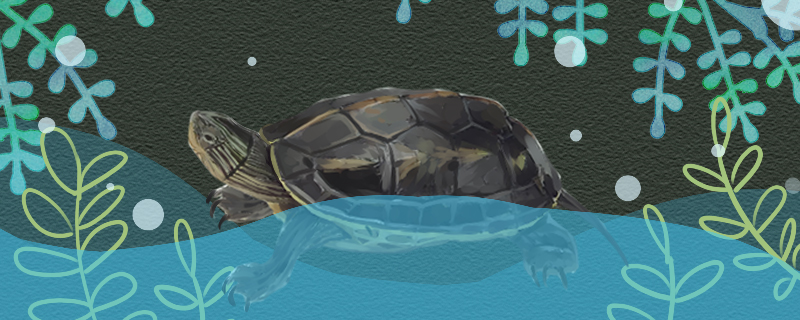 珍珠龟是陆龟还是水龟还是半水龟(珍珠龟是陆龟还是水龟哪里养好)