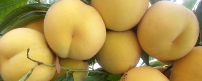 早熟黄桃苗新品种冯陶壮果的肥下什么肥最好?,晚熟黄桃新品种