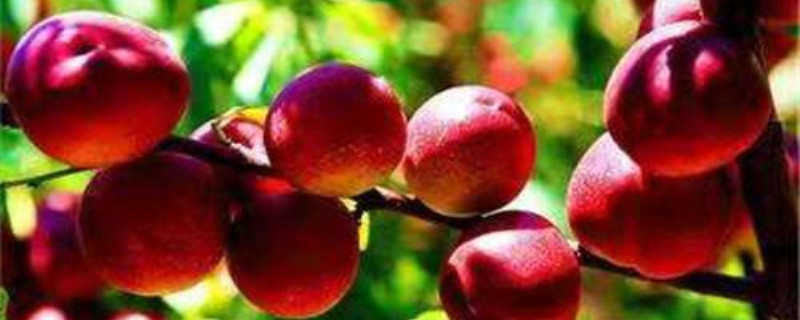 珍珠枣油桃成熟时间亩产量多少(5月份成熟的珍珠枣油桃)