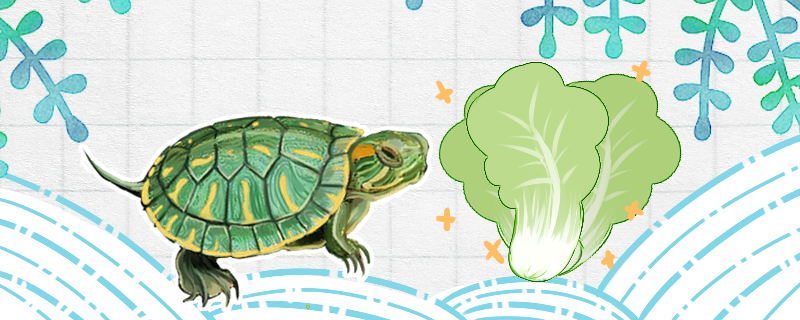 巴西龟吃菜叶吗(巴西龟吃不吃青菜叶)
