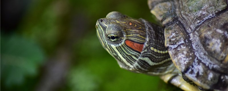 巴西龟是海龟吗(巴西龟是乌龟吗)
