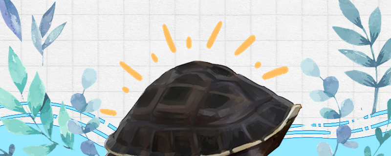安布闭壳龟能长多大,安布闭壳龟冬天怎么养