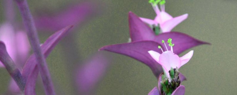 紫色叶子的花有哪些(紫色的花有哪些)